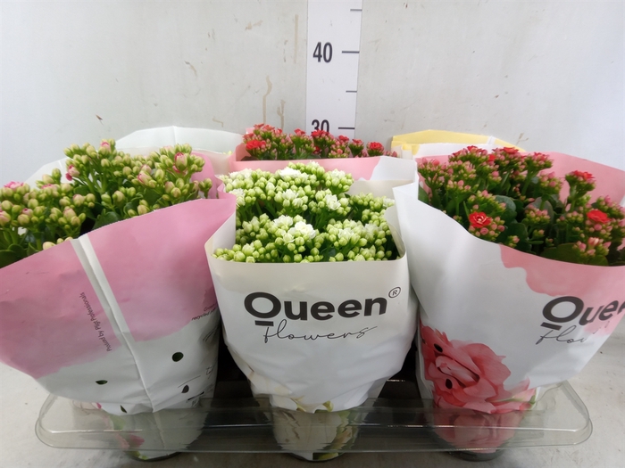 <h4>Kalanchoe blos.   ..rosebud mix GR</h4>