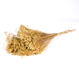 Broom Bloom Bunch Natural
