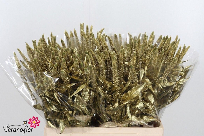 <h4>SNIJBL OV KLB H% BS</h4>