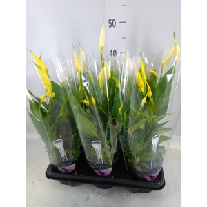 Spathiphyllum  'Bellini'