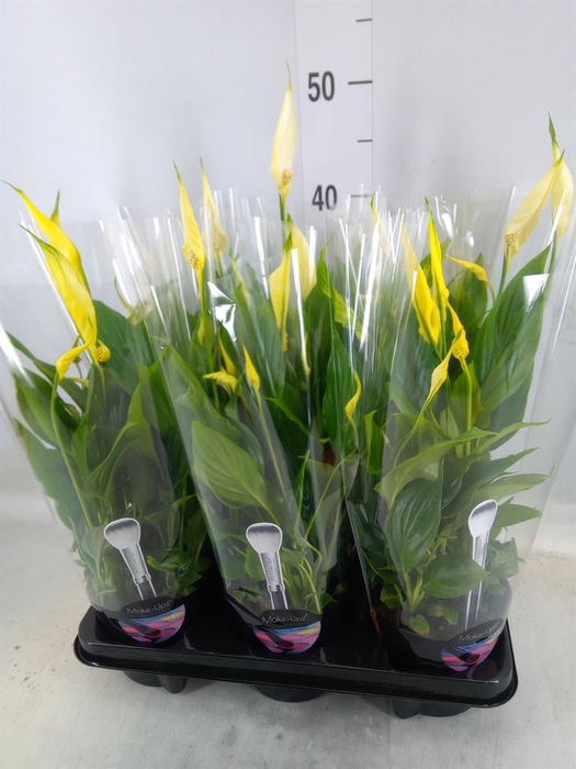 <h4>Spathiphyllum 'Bellini'</h4>