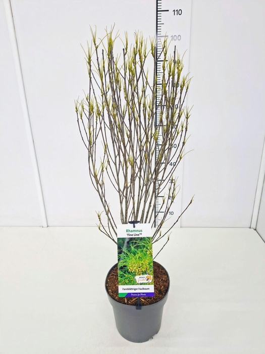 <h4>Rhamnus Fine Line</h4>