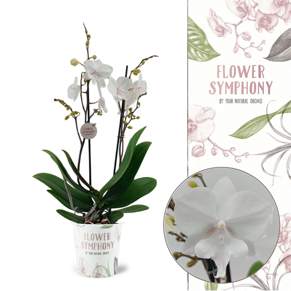 <h4>Flower Symphony | Manta Similan | Phalaenopsis 2 spike</h4>