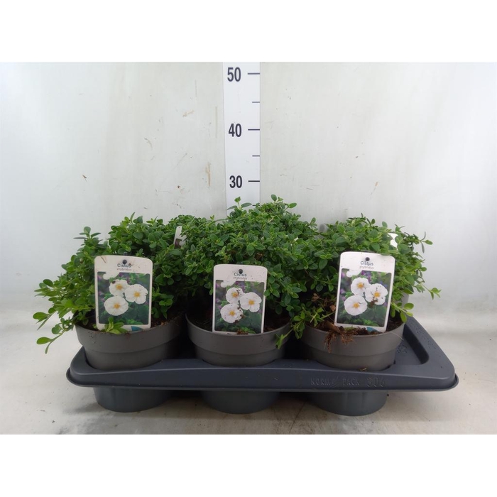 <h4>Cistus florentinus</h4>