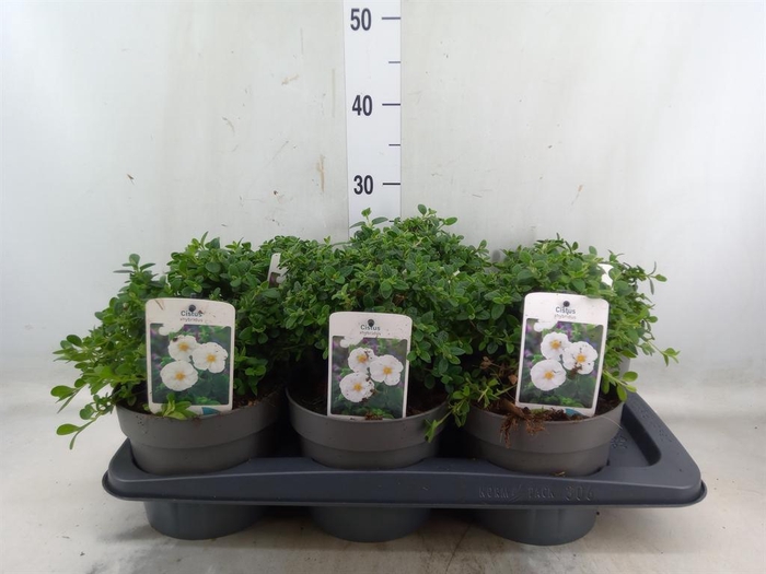 <h4>Cistus florentinus</h4>