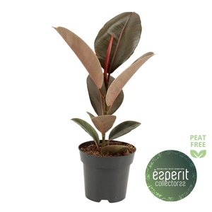 Ficus elastica Pink Camouflage®