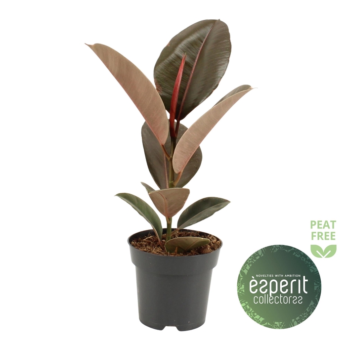<h4>Ficus elastica Pink Camouflage®</h4>