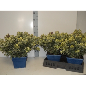 HEBE AND VARIEGATA
