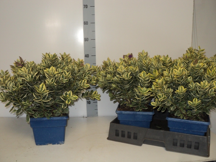 <h4>HEBE AND VARIEGATA</h4>
