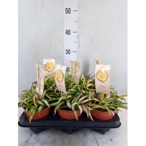 Hoya krohniana 'Eskimo'