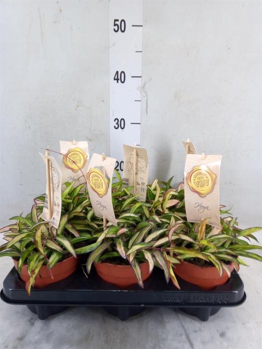 <h4>Hoya krohniana 'Eskimo'</h4>