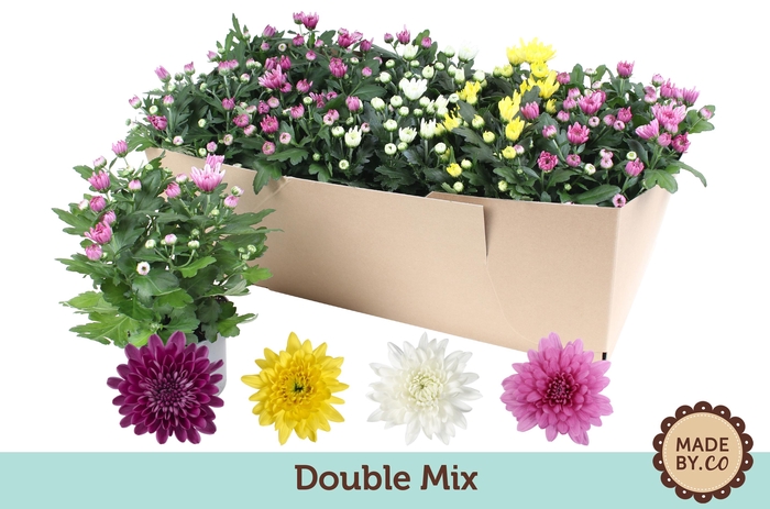 <h4>Chrysanthemum  Indicum Double Mix Box</h4>