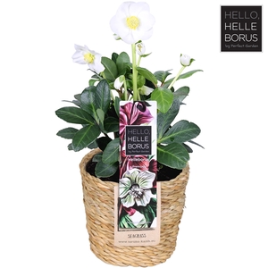 Helleborus niger 'Christmas Carol' P12 (Seagrass Basket)