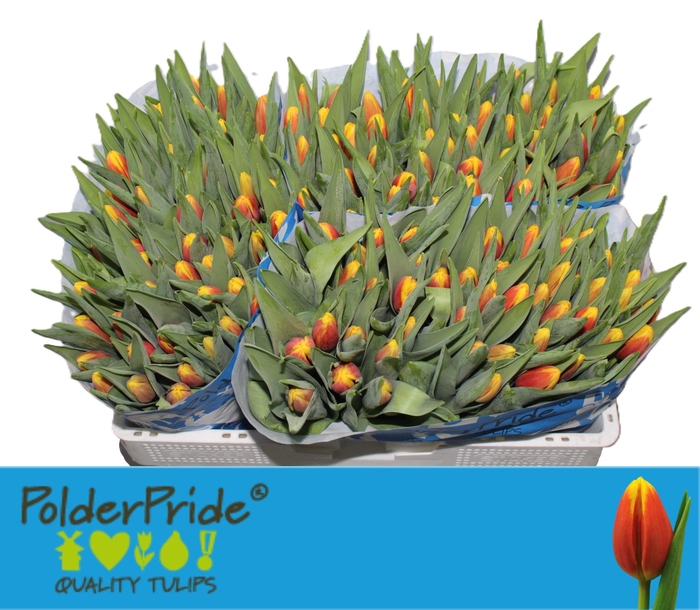 <h4>TU EN DENMARK</h4>