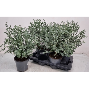 EUCAL GUNNII