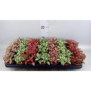 Fittonia   ...mix 7