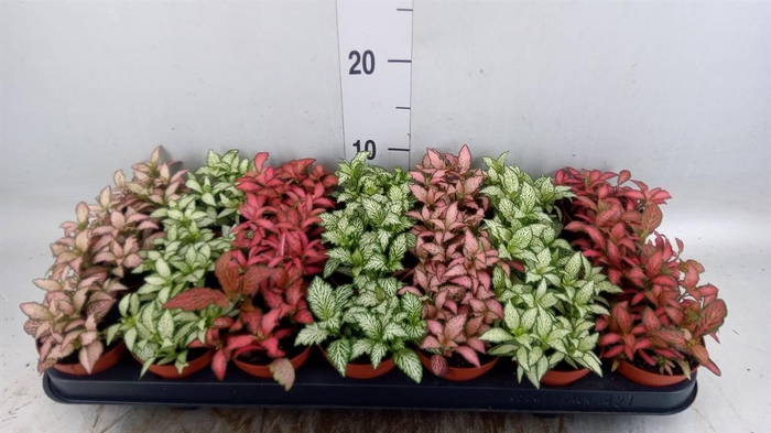 <h4>Fittonia   ...mix 7</h4>