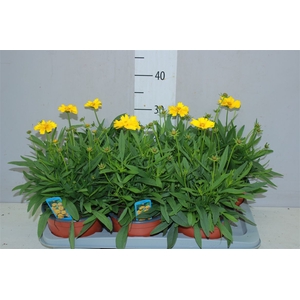 Coreopsis Presto