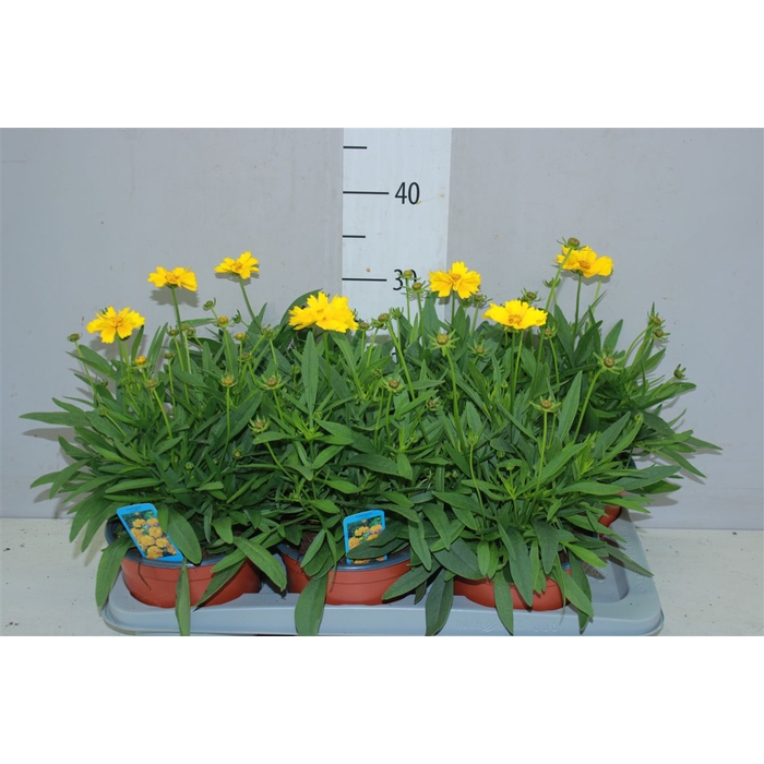 <h4>Coreopsis Presto</h4>
