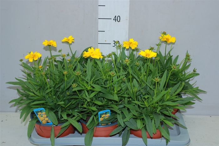 Coreopsis Presto