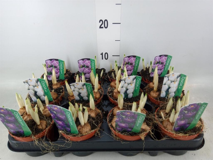 <h4>Crocus   ...in pot</h4>