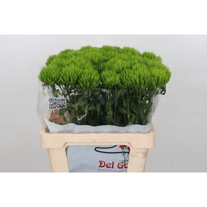 Dianthus Br Lady Ingreen