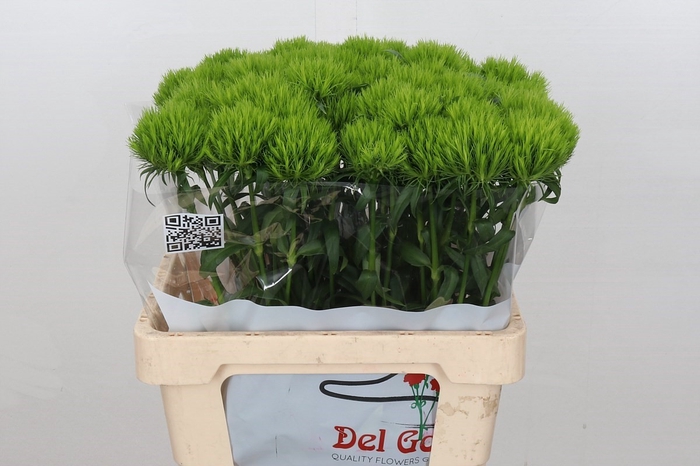 Dianthus Br Lady Ingreen
