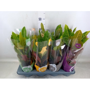 Codiaeum var. GR 'Excellent'