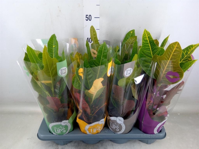 <h4>Codiaeum var. GR 'Excellent'</h4>