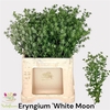 Eryn White Moon 65cm