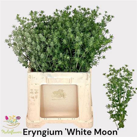 Eryn White Moon 65cm