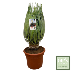 Yucca rostrata 'Blue Swan' 60/80 20Ltr