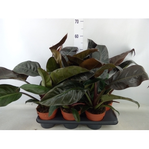 Philodendron  'Imperial Red'