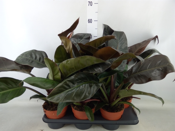 <h4>Philodendron  'Imperial Red'</h4>