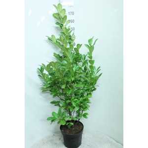 Prunus laurocerasus 'Rotundifolia' P32 potgedrukt