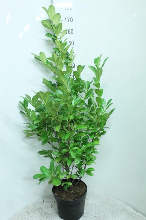 <h4>Prunus laurocerasus 'Rotundifolia' P32 potgedrukt</h4>