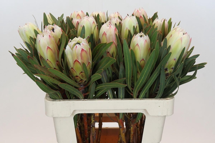 Protea White Night
