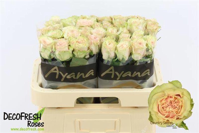 <h4>R Gr Country Secret Ayana</h4>