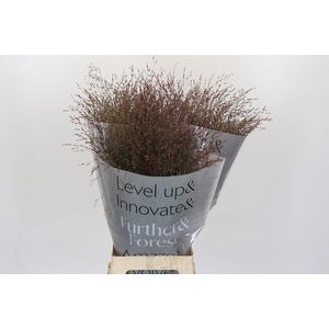 Panicum Virgatum Warrior