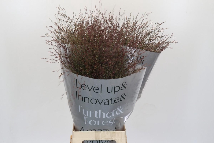 Panicum Virgatum Warrior