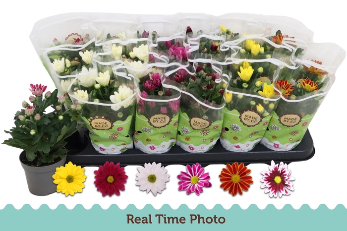 <h4>CHRYS GEM 6 KL</h4>