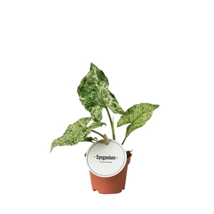 Syngonium