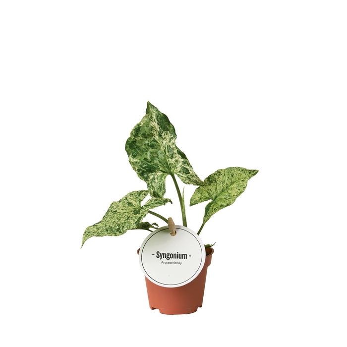 <h4>Syngonium</h4>