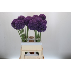 Allium Ambassador