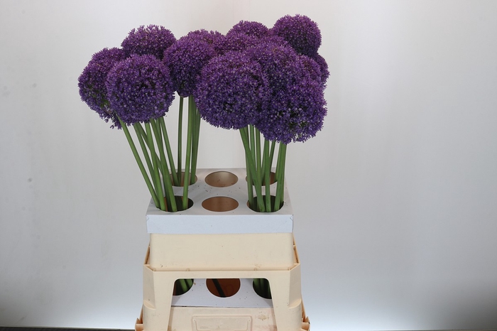 <h4>Allium Ambassador</h4>