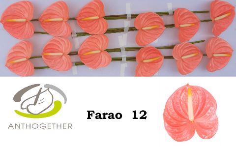 <h4>Anth. andr Farao x12</h4>