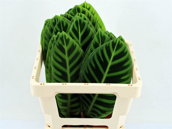 Calathea Zebrina