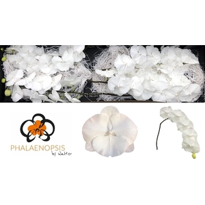 Phalaenopsis White Serenity