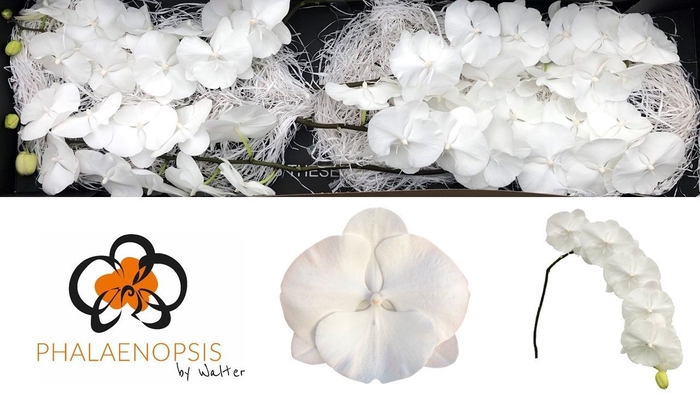 <h4>Phalaenopsis White Serenity</h4>