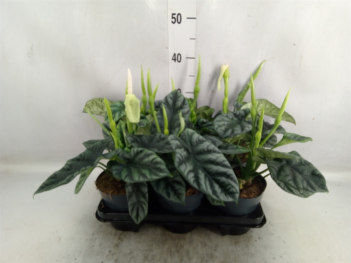 Alocasia baginda 'Green Dragon'